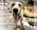 Small Photo #3 Great Dane-Unknown Mix Puppy For Sale in OKLAHOMA CITY, OK, USA