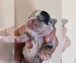 Small #4 Chihuahua