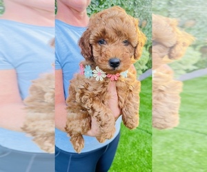 Poodle (Toy) Puppy for sale in SANFORD, FL, USA