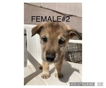 Small Photo #4 Wolf Hybrid Puppy For Sale in ALBUQUERQUE, NM, USA