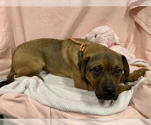 Pug-Unknown Mix Dogs for adoption in Modesto, CA, USA