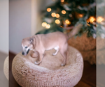 Small #2 German Pinscher-Thai Ridgeback Mix