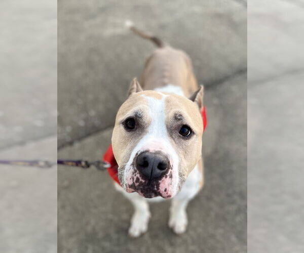 Medium Photo #4 American Staffordshire Terrier-Labrador Retriever Mix Puppy For Sale in Evansville, IN, USA