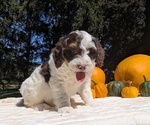 Small #2 Miniature Bernedoodle