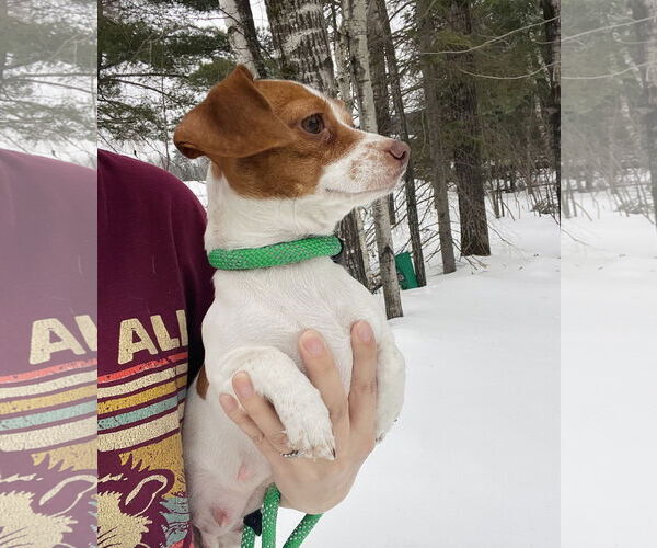 Medium Photo #1 Dachshund Puppy For Sale in Winter, WI, USA