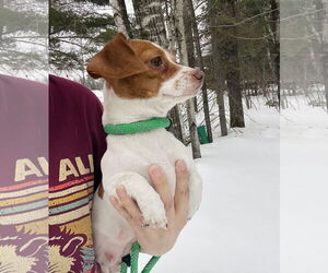 Dachshund Dogs for adoption in Winter, WI, USA