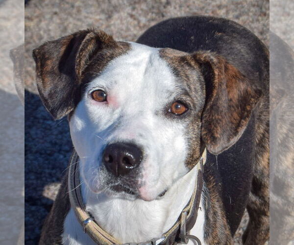 Medium Photo #1 American Staffordshire Terrier-Beagle Mix Puppy For Sale in Huntley, IL, USA