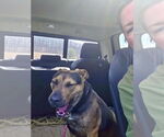 Small Photo #17 Mutt Puppy For Sale in Mount Laurel, NJ, USA