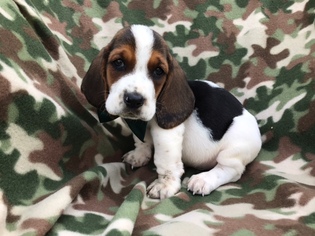 Basset Hound Puppy for sale in EPHRATA, PA, USA