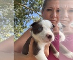 Puppy Red Female Border Collie