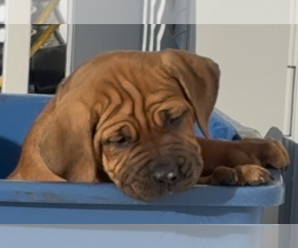 Medium Photo #2 Cane Corso Puppy For Sale in MARION, OH, USA