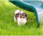 Small Photo #6 Shih Tzu Puppy For Sale in SYRACUSE, IN, USA