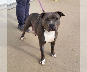 American Bulldog-Unknown Mix Dogs for adoption in Louisville, KY, USA