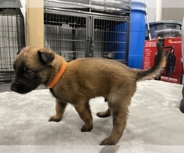 Medium Photo #53 Belgian Malinois Puppy For Sale in REESEVILLE, WI, USA