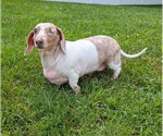 Small #3 Dachshund