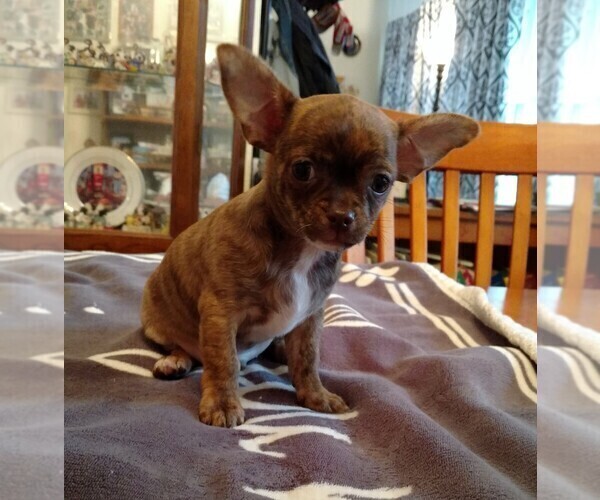 Medium Photo #6 Chihuahua Puppy For Sale in CHESAPEAKE, VA, USA