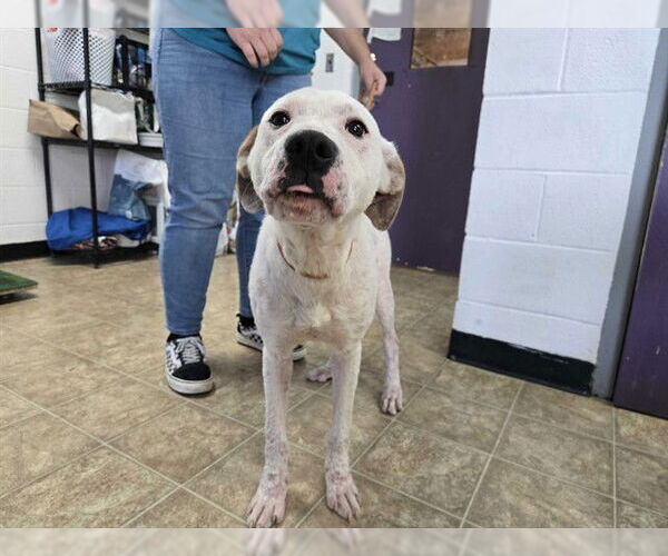 Medium Photo #1 American Staffordshire Terrier-Unknown Mix Puppy For Sale in Raleigh, NC, USA