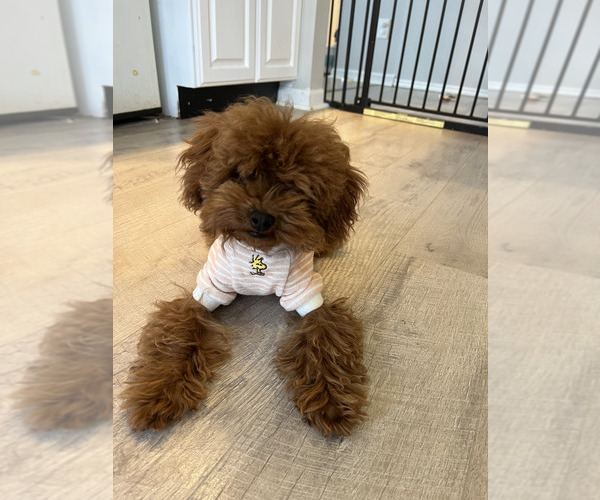 Medium Photo #1 Poodle (Toy)-ShihPoo Mix Puppy For Sale in FARMINGTON, MI, USA