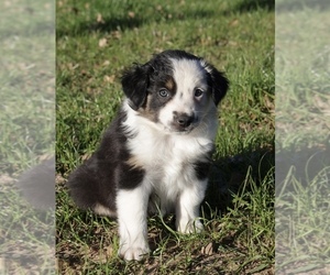 Australian Shepherd Puppy for sale in MINERAL WELLS, TX, USA