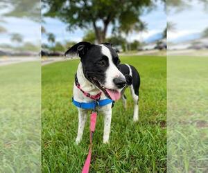 Emily - Female Mutt Dog for Adoption - Photo #2
