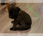 Small Photo #3 Bullmastiff Puppy For Sale in GLEN BURNIE, MD, USA