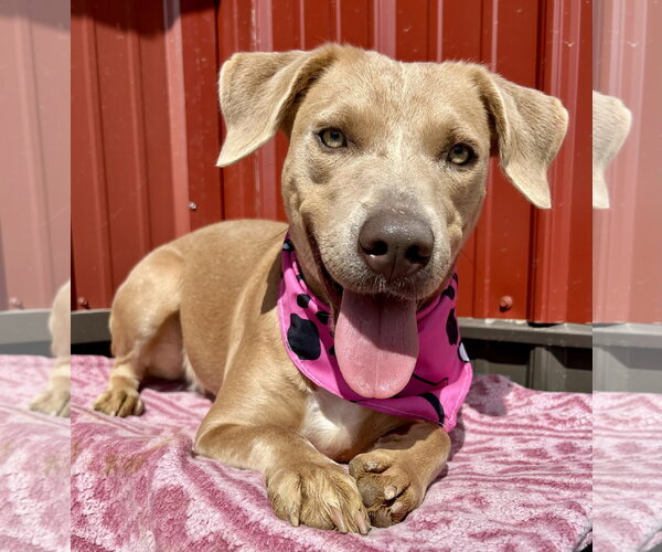 Medium Photo #1 Labrador Retriever-Staffordshire Bull Terrier Mix Puppy For Sale in Corning, AR, USA
