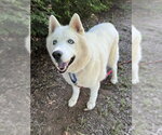 Small #3 Siberian Husky