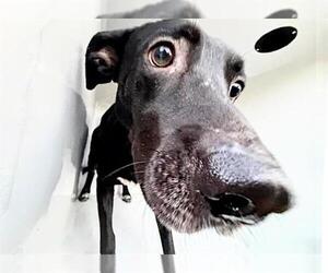 Labrador Retriever Dogs for adoption in Houston, TX, USA