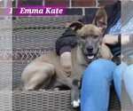 Small Retriever  Mix