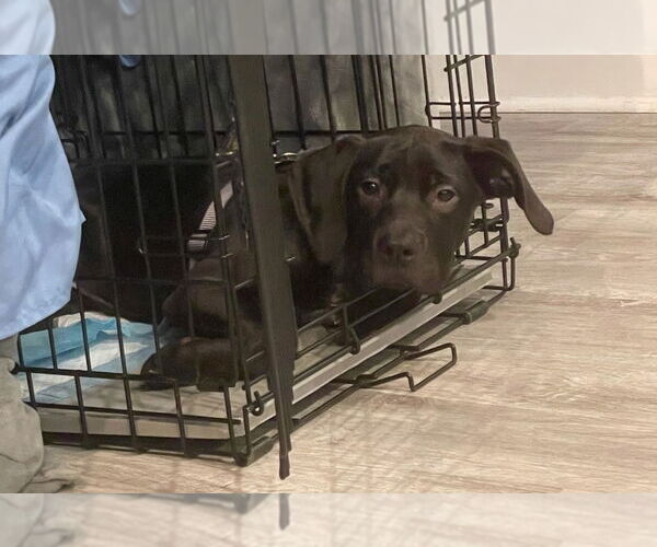 Medium Photo #4 American Staffordshire Terrier-Labrador Retriever Mix Puppy For Sale in Chester, VA, USA