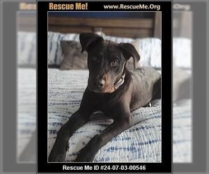 Doberman Pinscher-Labrador Retriever Mix Dogs for adoption in Benton, PA, USA