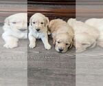 Small Photo #7 Golden Retriever Puppy For Sale in SACRAMENTO, CA, USA
