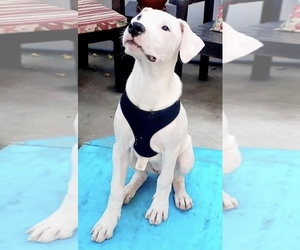 Dogo Argentino Puppy for sale in JAMUL, CA, USA