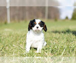 Small Photo #6 Cavalier King Charles Spaniel Puppy For Sale in WARSAW, IN, USA