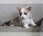 Small Photo #2 Pembroke Welsh Corgi Puppy For Sale in SEATTLE, WA, USA