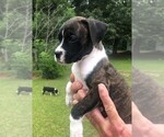 Small Photo #6 Boxer Puppy For Sale in CHESTERFIELD, SC, USA