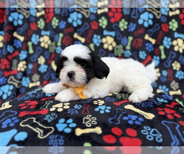 Medium Photo #8 Zuchon Puppy For Sale in LAKELAND, FL, USA