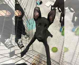 Labrador Retriever-Unknown Mix Dogs for adoption in Palatine/Kildeer/Buffalo grove, IL, USA