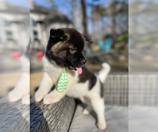 Medium Photo #2 Akita Puppy For Sale in MCDONOUGH, GA, USA