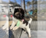 Small Photo #2 Akita Puppy For Sale in MCDONOUGH, GA, USA