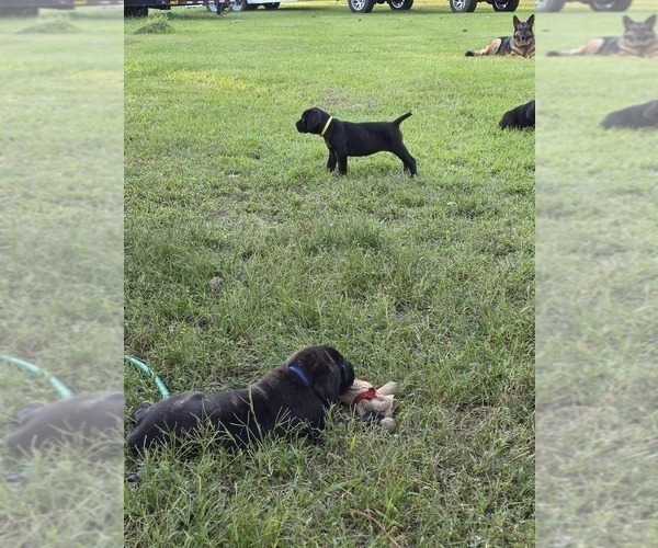 Medium Photo #3 Cane Corso Puppy For Sale in WALTERBORO, SC, USA