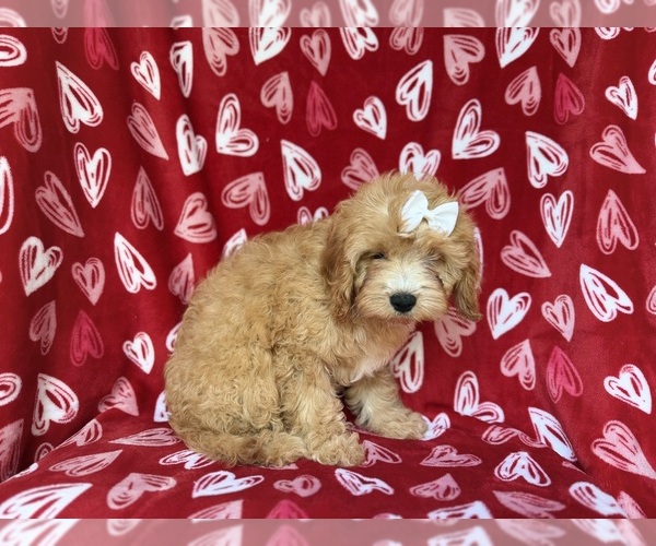 Medium Photo #8 Goldendoodle (Miniature) Puppy For Sale in LAKELAND, FL, USA