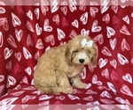 Small #7 Goldendoodle (Miniature)