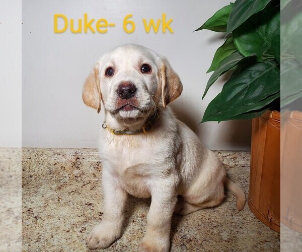Medium Photo #1 Labrador Retriever Puppy For Sale in CATO, NY, USA