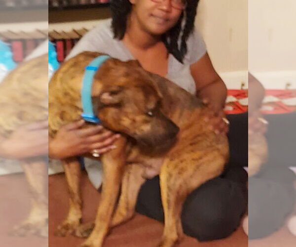 Medium Photo #2 American Pit Bull Terrier Puppy For Sale in Candler, NC, USA