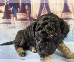 Small Photo #35 Aussiedoodle Miniature  Puppy For Sale in COMMERCE, MI, USA