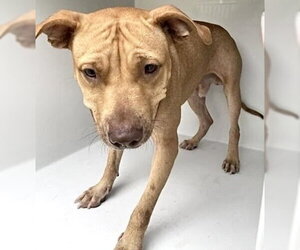 Labrador Retriever-Unknown Mix Dogs for adoption in Houston, TX, USA
