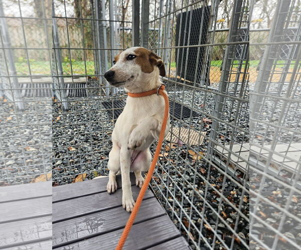 Medium Photo #3 Mutt Puppy For Sale in Thomasville, NC, USA