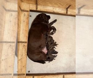 Mother of the Labrador Retriever puppies born on 05/08/2026