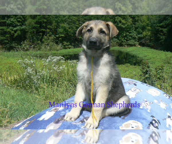 Medium Photo #6 German Shepherd Dog Puppy For Sale in PIEDMONT, MO, USA